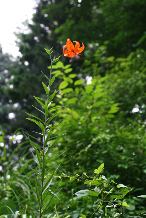Tiger lily 1.png