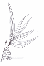 Lilly hand jongbhak 20060928.gif